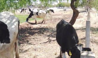 Demanda de leche fresca en el Valle del Yaqui se estanca
