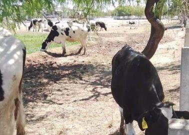 Demanda de leche fresca en el Valle del Yaqui se estanca