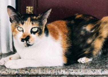 Mascotas: Los gatos de 3 colores siempre son hembras; ¿mito o realidad?