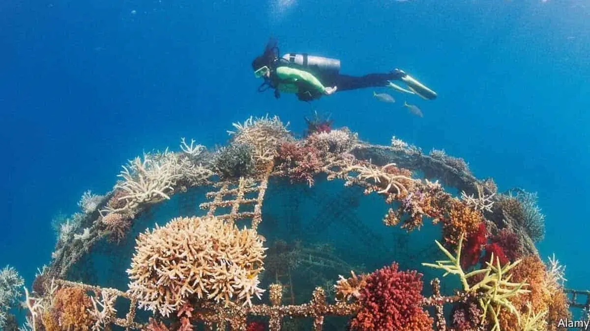 Sonora tendrá el arrecife artificial más grande de América Latina