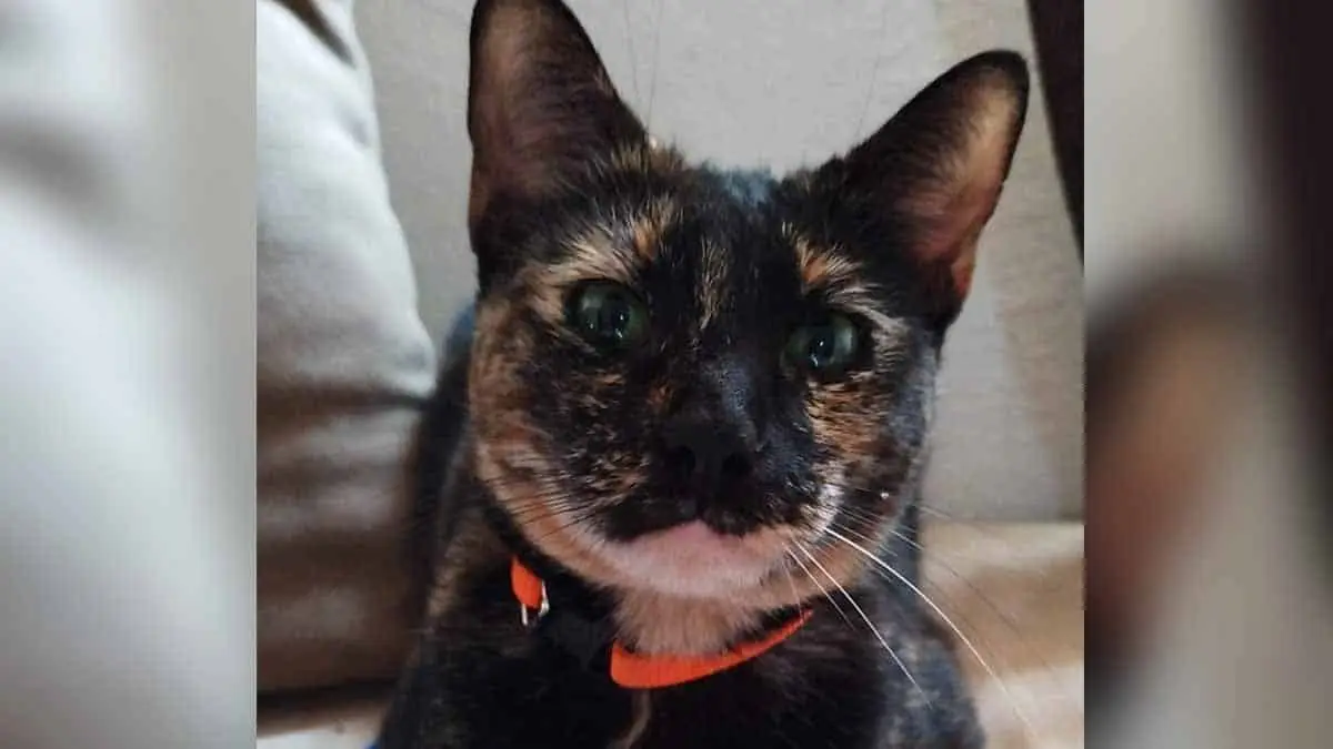 Mascotas : ¿Cómo identificar si tu gato padece diabetes mellitus? Conoce los síntomas