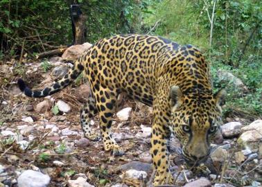 Álamos participará en el Censo Nacional del Jaguar, especie en peligro de extinción