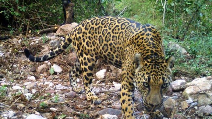 Álamos participará en el Censo Nacional del Jaguar, especie en peligro de extinción Álamos participará en el Censo Nacional del Jaguar, especie en peligro de extinción