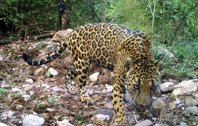Álamos participará en el Censo Nacional del Jaguar, especie en peligro de extinción