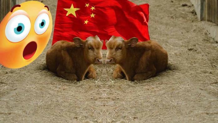 China realiza con éxito clonación de animales en peligro de extinción China realiza con éxito clonación de animales en peligro de extinción