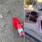 Lamentable: cholos bañan de pintura roja a novia en Ciudad Obregón