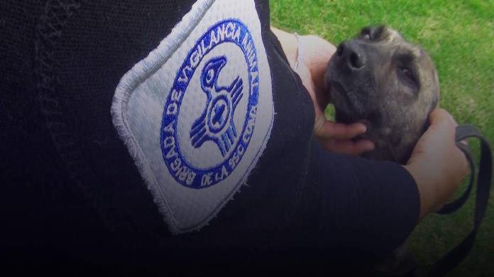 Conoce las 10 razas de perros que viven más años Conoce las 10 razas de perros que viven más años