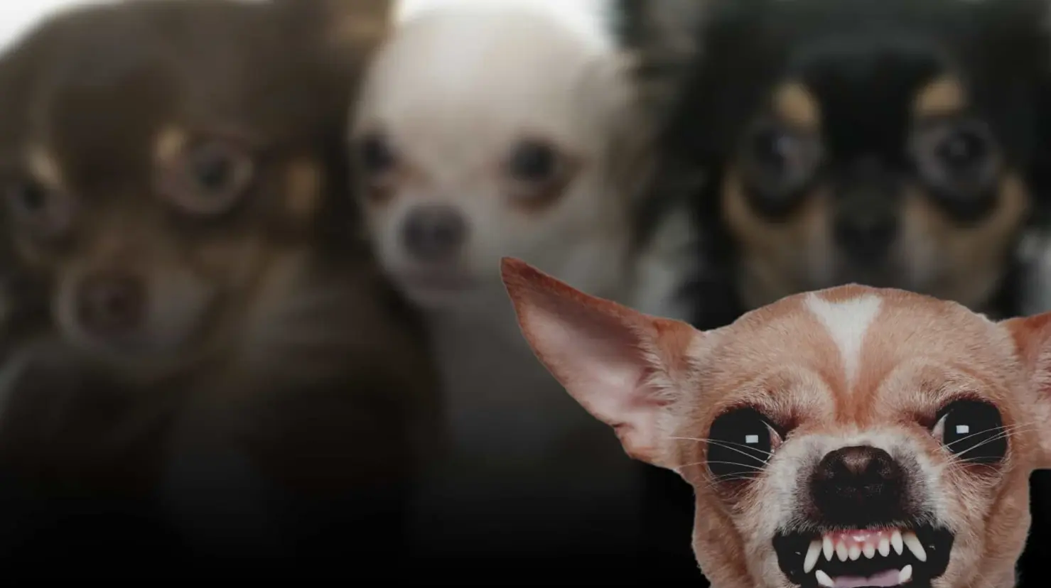 ¿Cuál es la razón de que los perros chihuahuas sean agresivos?