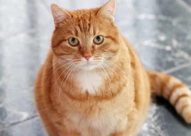 Mascotas: &iquest;Es verdad que todos los gatos naranjas son machos?