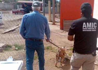 Rescatan a perrito maltratado en Ciudad Obregón