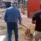 Rescatan a perrito maltratado en Ciudad Obregón