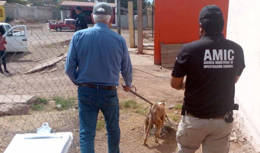 Rescatan a perrito maltratado en Ciudad Obregón