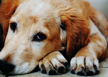 ¿Tu perro deja muchos pelos en las cobijas? sigue estos trucos rápidos y efectivos para quitarlos
