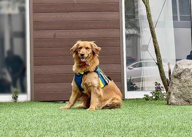 Con ayuda de Golda, FGJE logra sentenciar de manera ejemplar a un violador en Sonora