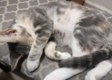 Mascotas: ¿Por qué los gatos ronronean y muerden? Esto dicen los expertos