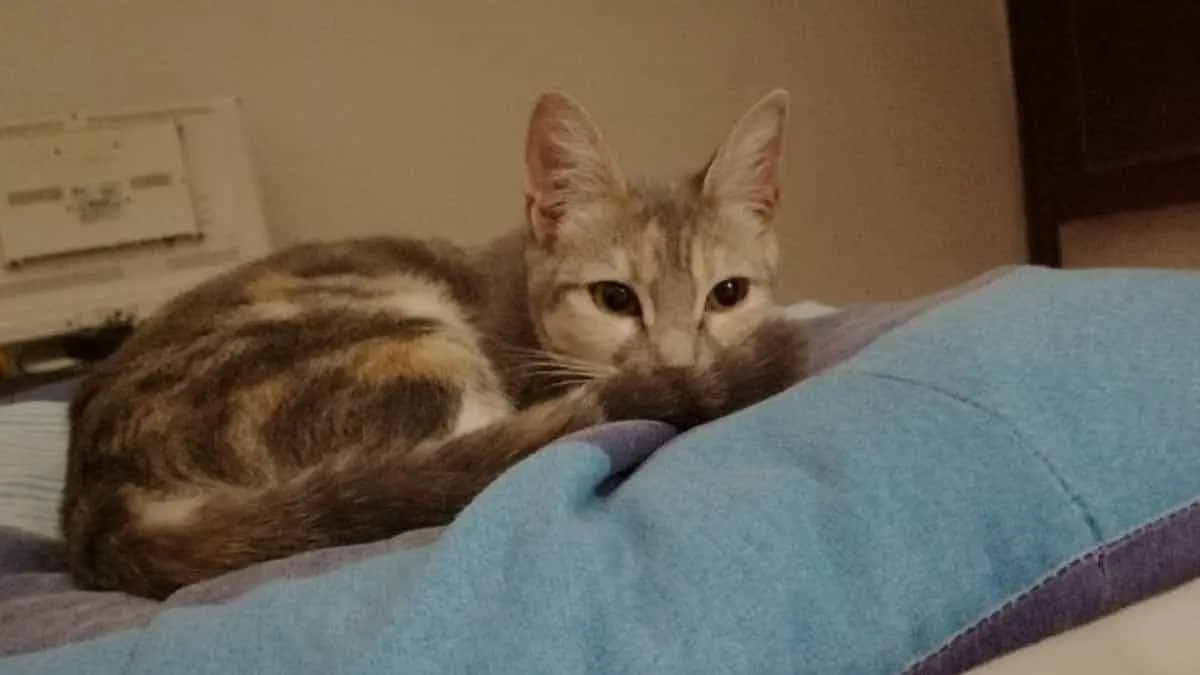 Mascotas: ¿Cómo eliminar los pelos de gato de la ropa? Sigue estos trucos prácticos