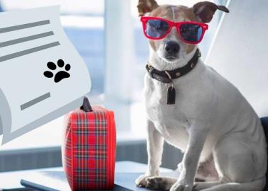 Requisitos para viajar en avión con mi mascota en esta Semana Santa 2024