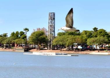 Extraerán tilapia de la Laguna del Náinari en Ciudad Obregón