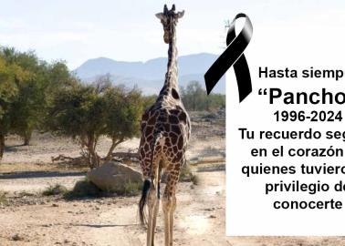 Muere Pancho, jirafa de 27 años del Centro Ecológico de Sonora