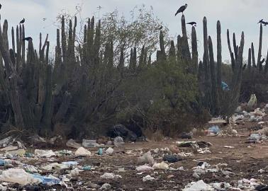 Denuncian ecocidio