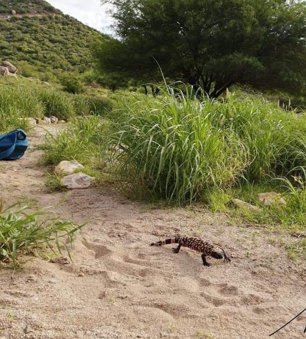 VIDEO | Amigos del Cerro Johnson llevan agua para la fauna silvestre en Hermosillo; llegan venados, aves y reptiles