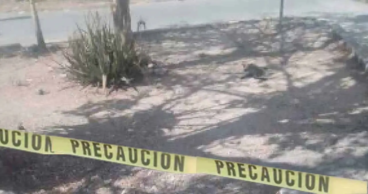 Mujer se come un gato en la vía pública y es detenida en Yucatán