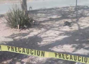 Mujer se come un gato en la vía pública y es detenida en Yucatán