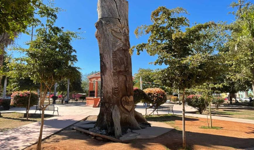 Analizan alternativas  para árbol de Cócorit, Sonora