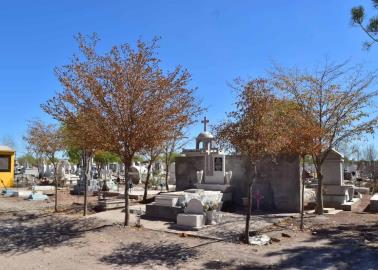 Se secan los árboles del Panteón del Carmen en Cajeme