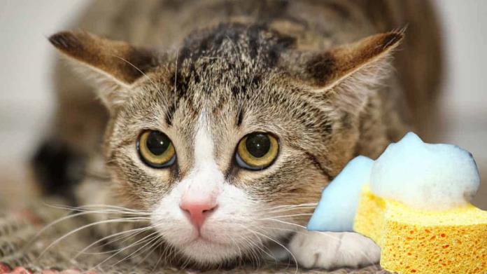 ¿Con que frecuencia se debe bañar un gato? esto sabemos