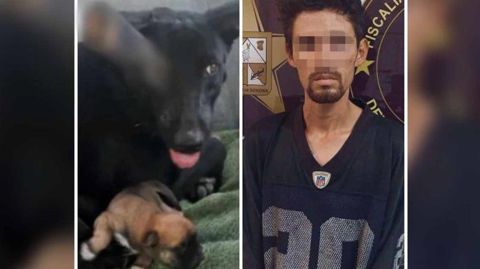 Hombre pasará dos años y medio encerrado por agredir a un perro Hombre pasará dos años y medio encerrado por agredir a un perro
