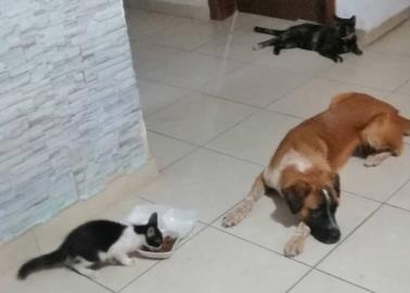 ¿Cuáles son los animales ideales como primera mascota para los niños?