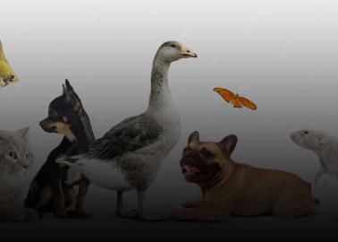 Estos son los animales que no deberías tener como mascotas