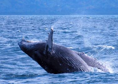 Semana Santa 2024: Disfruta del avistamiento de ballenas en esta playa cerca de Sonora