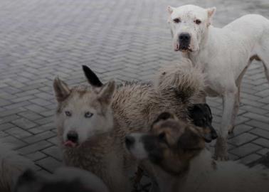 Conoce las razas de perros más fieles con sus dueños