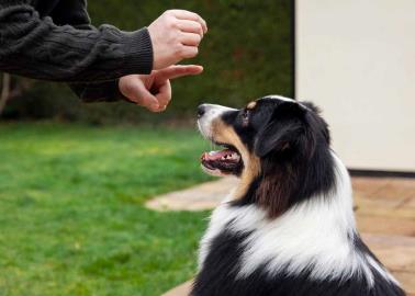 Estas son las razas de perros más inteligentes para interactuar con los humanos
