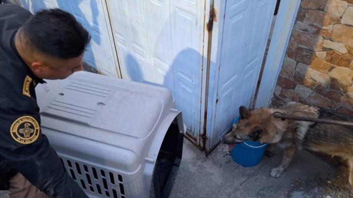 Lobo escapa de zoológico de la CDMX y niño ayuda a capturarlo Lobo escapa de zoológico de la CDMX y niño ayuda a capturarlo
