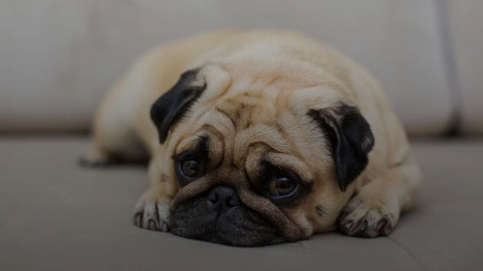 ¿Los perros sufren depresión? Estas son las señales que tu mascota la sufre ¿Los perros sufren depresión? Estas son las señales que tu mascota la sufre