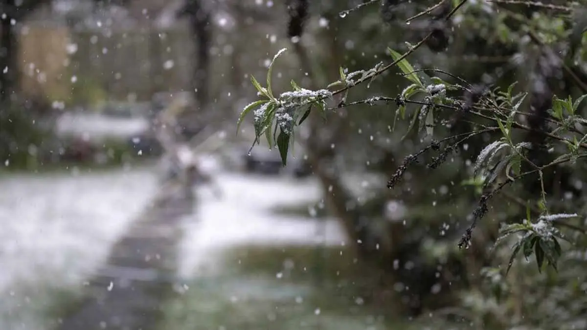 Clima en Sonora: En plena primavera, pronostican tormenta invernal