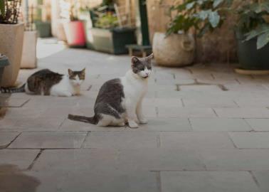 Estas son las razones por las cuales tus gatos se escapan de casa