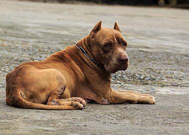 Mujer es vinculada a proceso por maltrato animal en Sonora