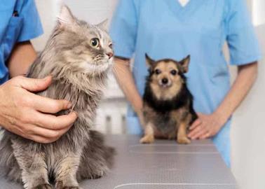 ¿Gastos médicos de mascotas son deducibles de impuestos?