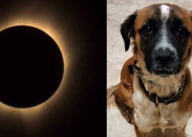 Eclipse Solar 2024: ¿Cómo cuidar a tus mascotas durante este fenómeno astronómico?