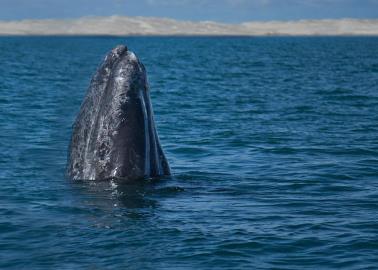 ¿Habrá avistamiento de ballenas esta Semana Santa? Estas son 6 cosas que necesitas saber de su llegada a las costas mexicanas