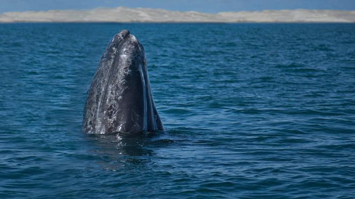 ¿Habrá avistamiento de ballenas esta Semana Santa? Estas son 6 cosas que necesitas saber de su llegada a las costas mexicanas ¿Habrá avistamiento de ballenas esta Semana Santa? Estas son 6 cosas que necesitas saber de su llegada a las costas mexicanas