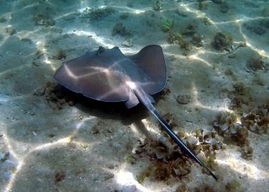 ¿Qué hacer si te pica una mantarraya en la playa? Estas son las recomendaciones