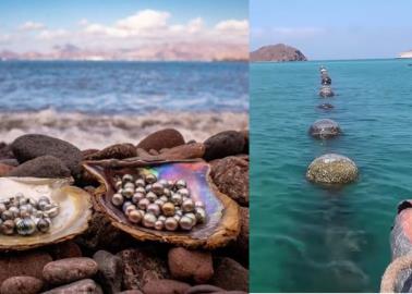 Esta granja de perlas es única en todo el continente americano, ¡y se encuentra en Sonora!