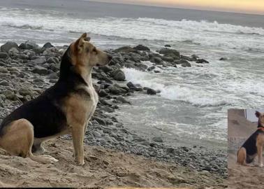 VIDEO | "Vaguito", el perro que espera a su dueño junto al mar, tendrá su propia película