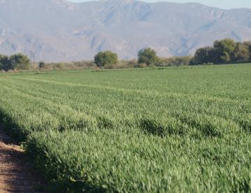 CNA respalda la decisión de mantener el glifosato en la agricultura 