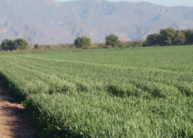 CNA respalda la decisión de mantener el glifosato en la agricultura 
